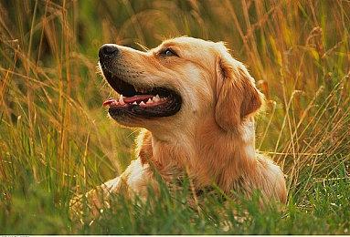 《迷失》Steam同时在线玩家突破6万 创发行商游戏新记录