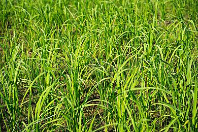 模拟经营游戏《汽修店模拟》上线Steam 预计2025年第一季度推出